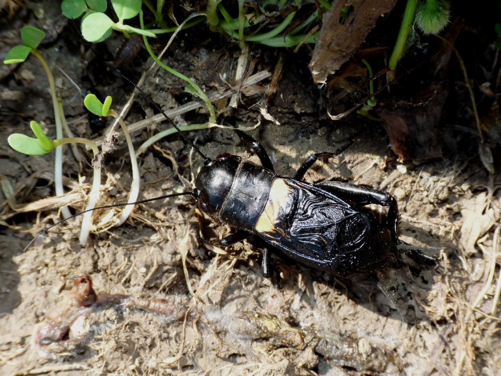 Gryllus bimaculatus ο campestris? (dalla Grecia)    Gryllus bimaculatus, maschio